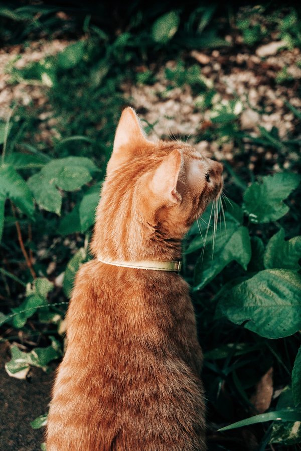 Quelle est l'histoire des jardins zen japonais et leur symbolisme dans la méditation ?